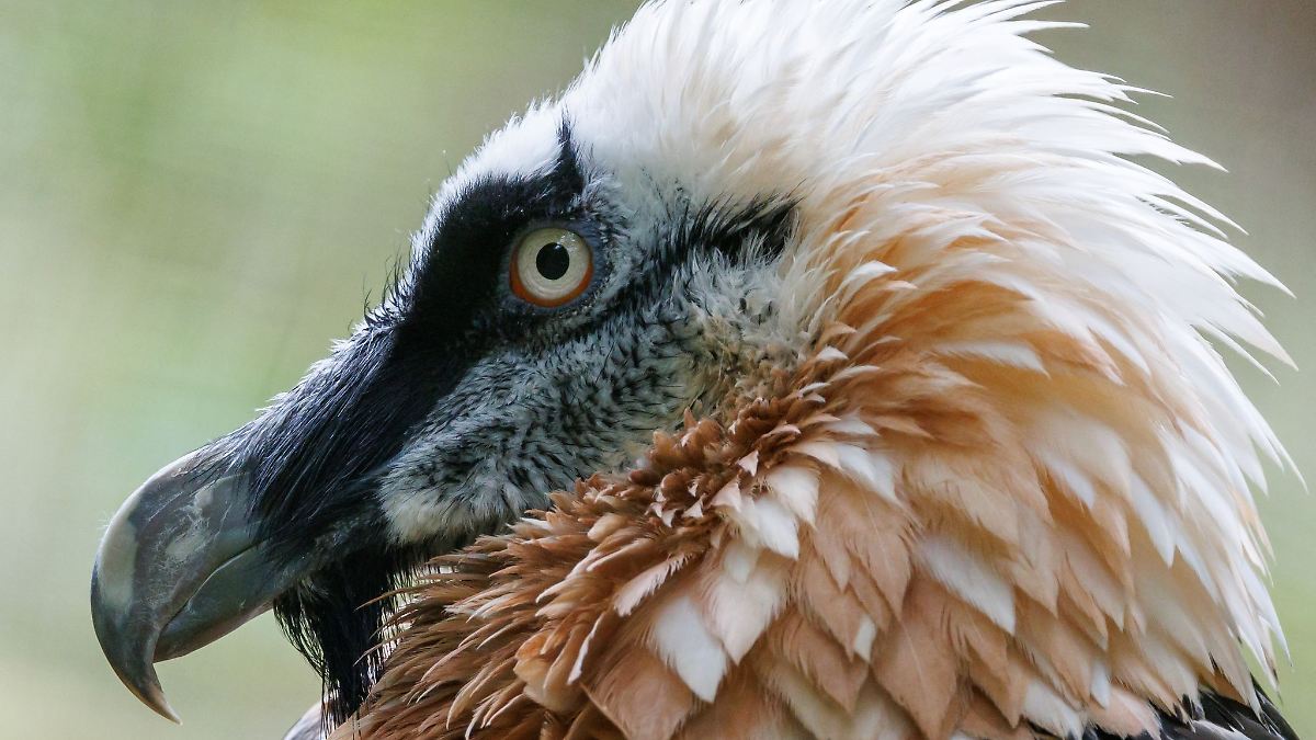 Bayern: Bartgeier im Nürnberger Tiergarten gestorben
