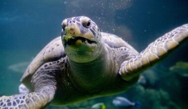 Niedersachsen & Bremen: Meeresschildkröte Ernie teilt sich Aquarium-WG mit Haien