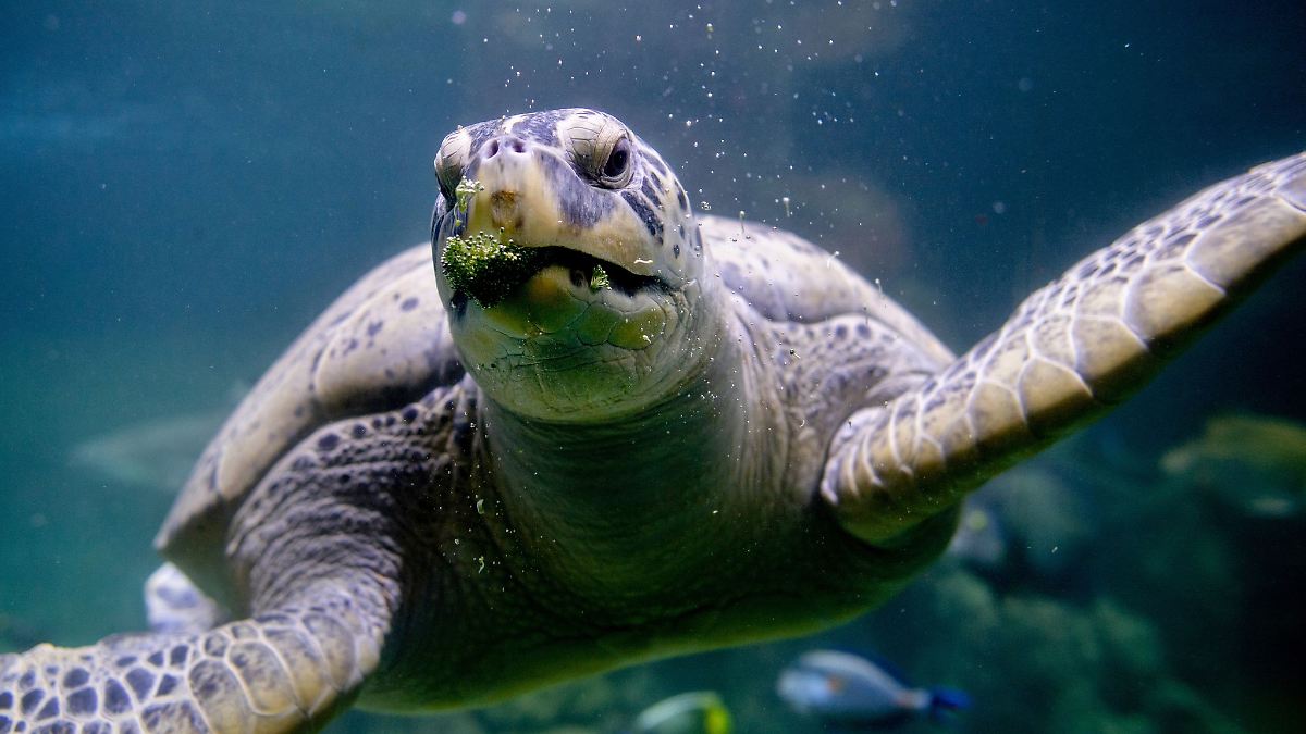 Niedersachsen & Bremen: Meeresschildkröte Ernie teilt sich Aquarium-WG mit Haien