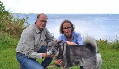 Kampfhund verletzt Mischlingsrüden bei blutiger Beißattacke in Kiel