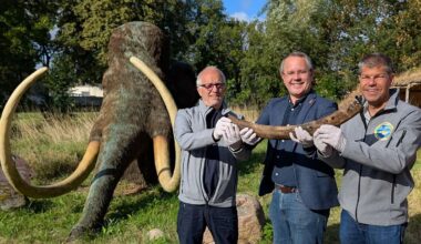 Niedersachsen & Bremen: Taucher entdecken Mammut-Stoßzahn