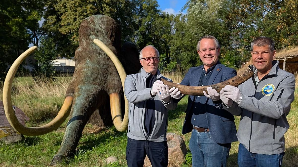 Niedersachsen & Bremen: Taucher entdecken Mammut-Stoßzahn
