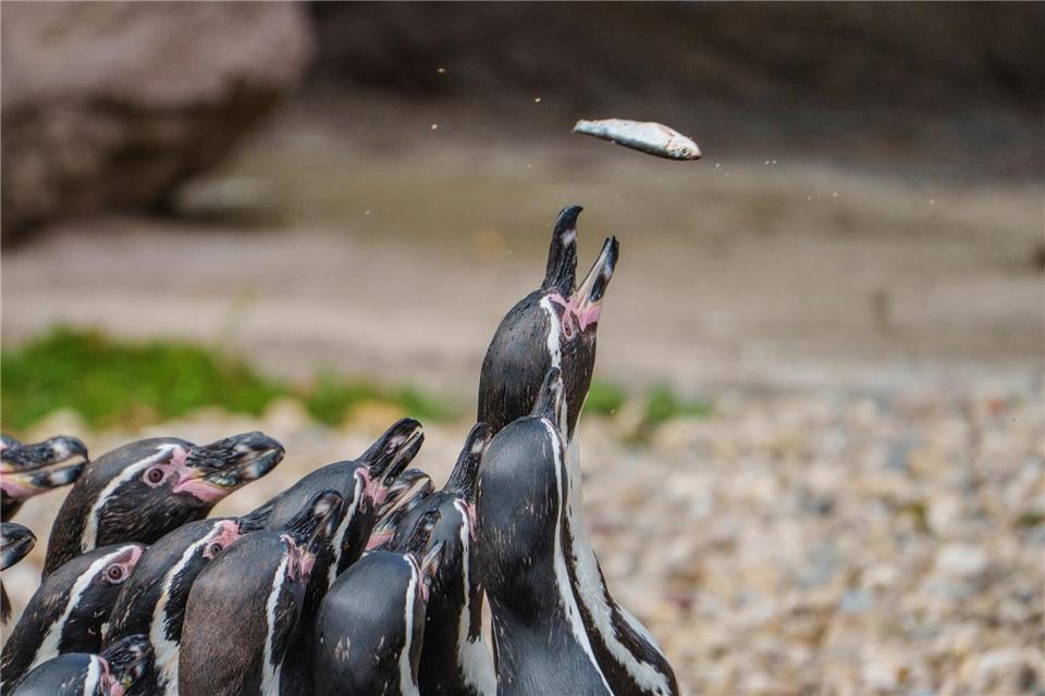 Blick hinter die Kulissen: „Zootag“ im Frankfurter Zoo  Die Tiere haben am „Zootag“ im Frankfurter Zoo im Mittelpunkt gestanden - auch beim Fressen.Andreas Arnold/dpa