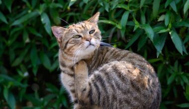 Flohstiche können bei Katzen Allergien auslösen
