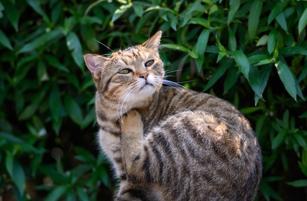 Flohstiche können bei Katzen Allergien auslösen