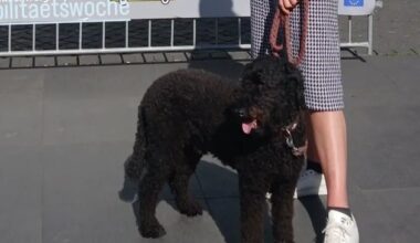 POL-SZ: Pressemitteilung des Polizeikommissariats Wolfenbüttel vom 20.09.2025: