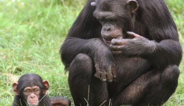 Niedersachsen & Bremen: Im Zoo getötetes Affenbaby wird untersucht