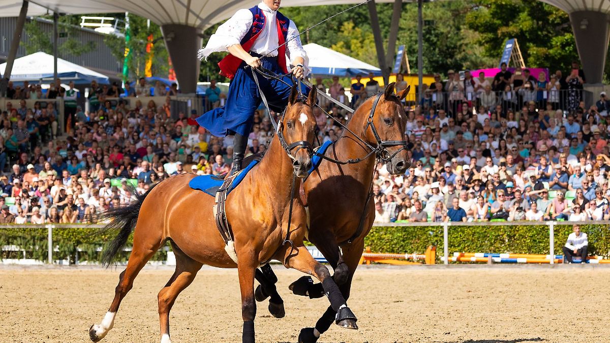 Sachsen: Mehr als 130 Pferde bei Moritzburger Hengstparade