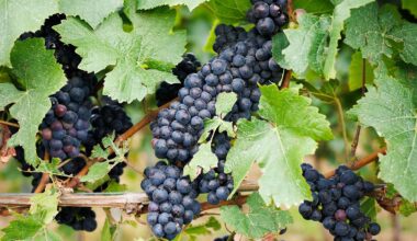 Berlin & Brandenburg: Guter Ertrag: Winzer erwarten gute Weinlese in Brandenburg