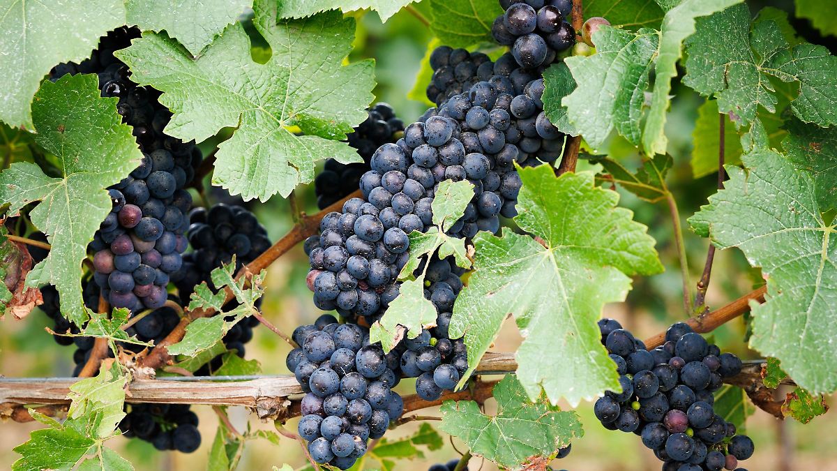 Berlin & Brandenburg: Guter Ertrag: Winzer erwarten gute Weinlese in Brandenburg