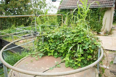 Ein idyllisches Bild bietet sich in der alten Cunnersdorfer Kläranlage, die in die Jahre gekommen ist. Deshalb wird sie jetzt auch außer Betrieb genommen.