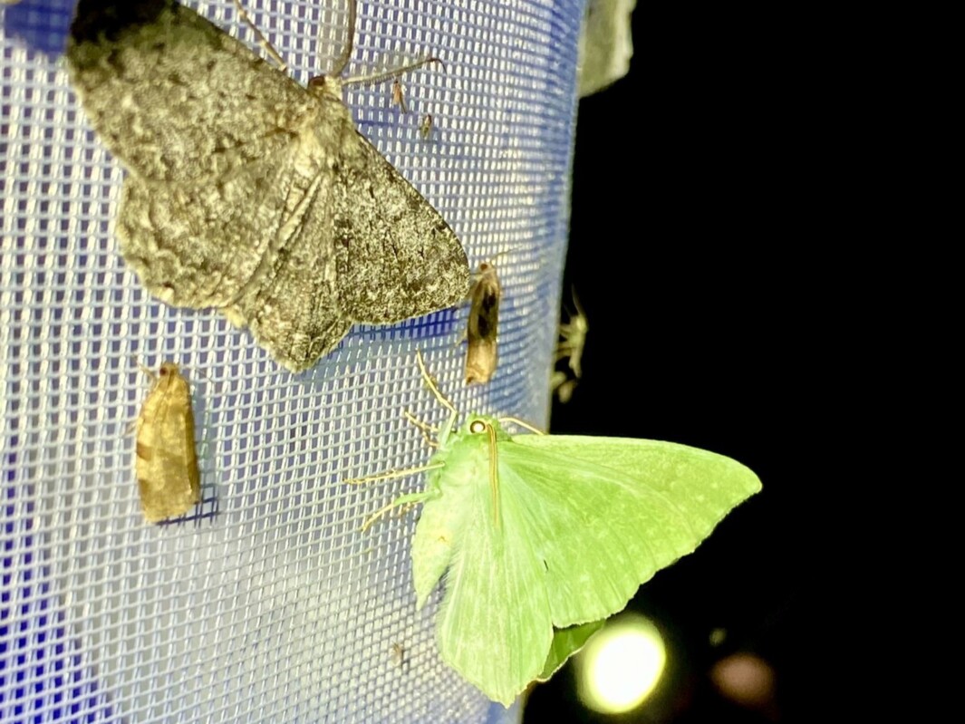 Insektenvielfalt bei Nacht erleben | ALLES MÜNSTER