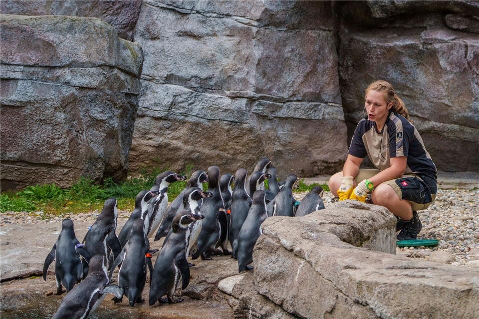 Blick hinter die Kulissen: „Zootag“ im Frankfurter Zoo  Mehr über den Zooalltag informieren, dieses Ziel hat der „Zootag“ im Zoo Frankfurt gehabt. Andreas Arnold/dpa