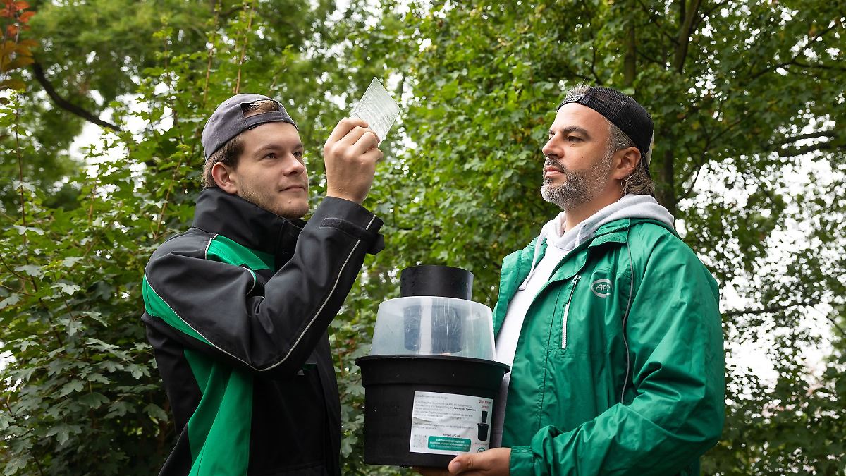 Sachsen: Keine weitere Ausbreitung der Tigermücke in Dresden