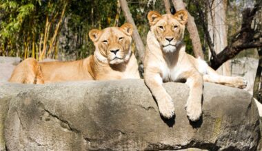 Im September wird gefeiert im Zoo Leipzig – jetzt Tickets gewinnen!