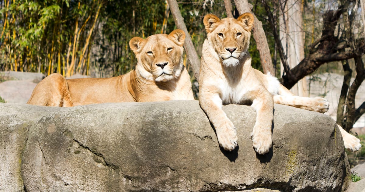 Im September wird gefeiert im Zoo Leipzig – jetzt Tickets gewinnen!