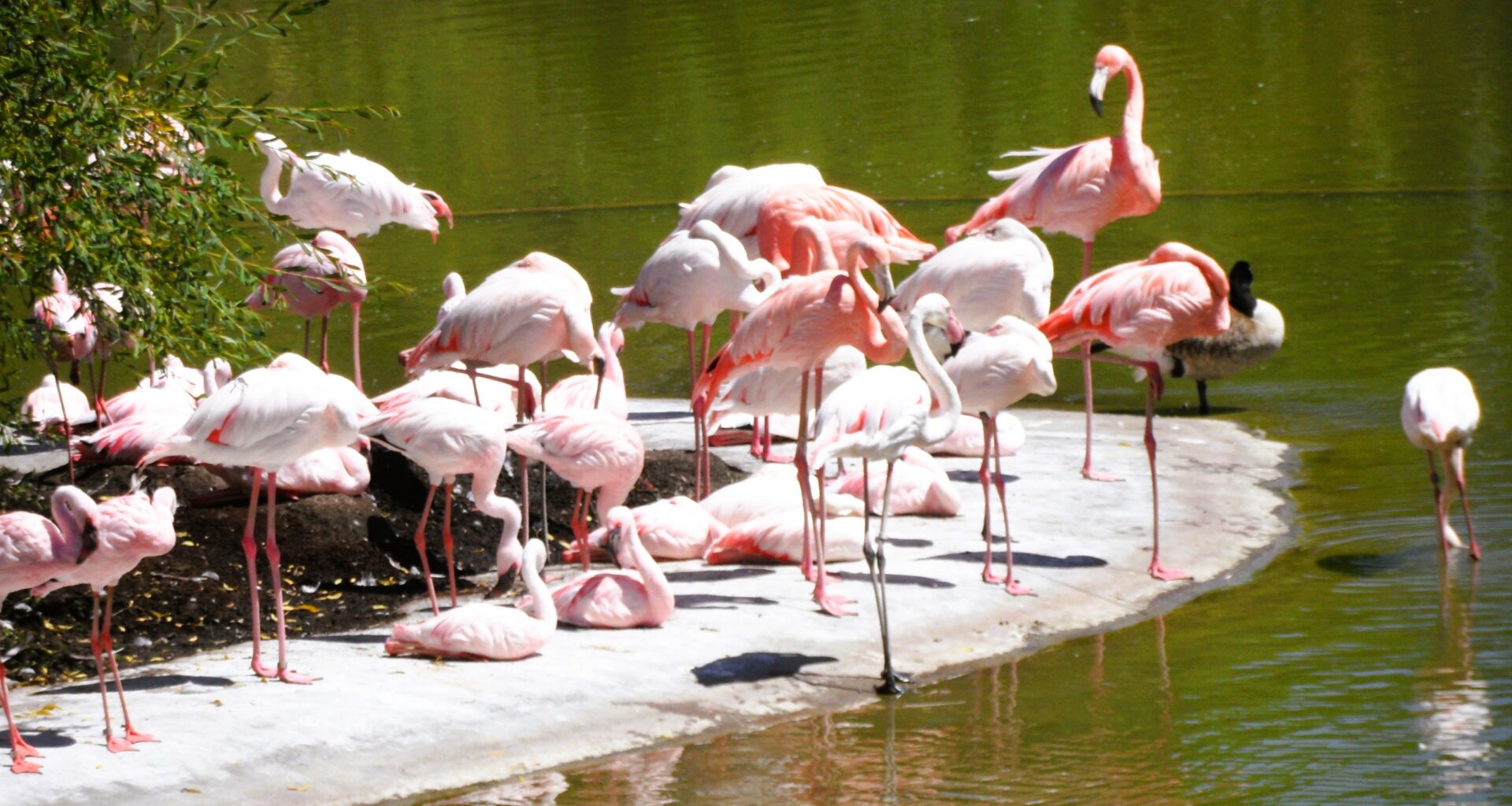 SENIORENFAHRT ZUM ALLWETTERZOO NACH MÜNSTER