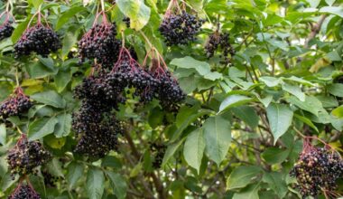Schwarze Holunderbeeren können Sie ernten – aber niemals roh verzehren.
