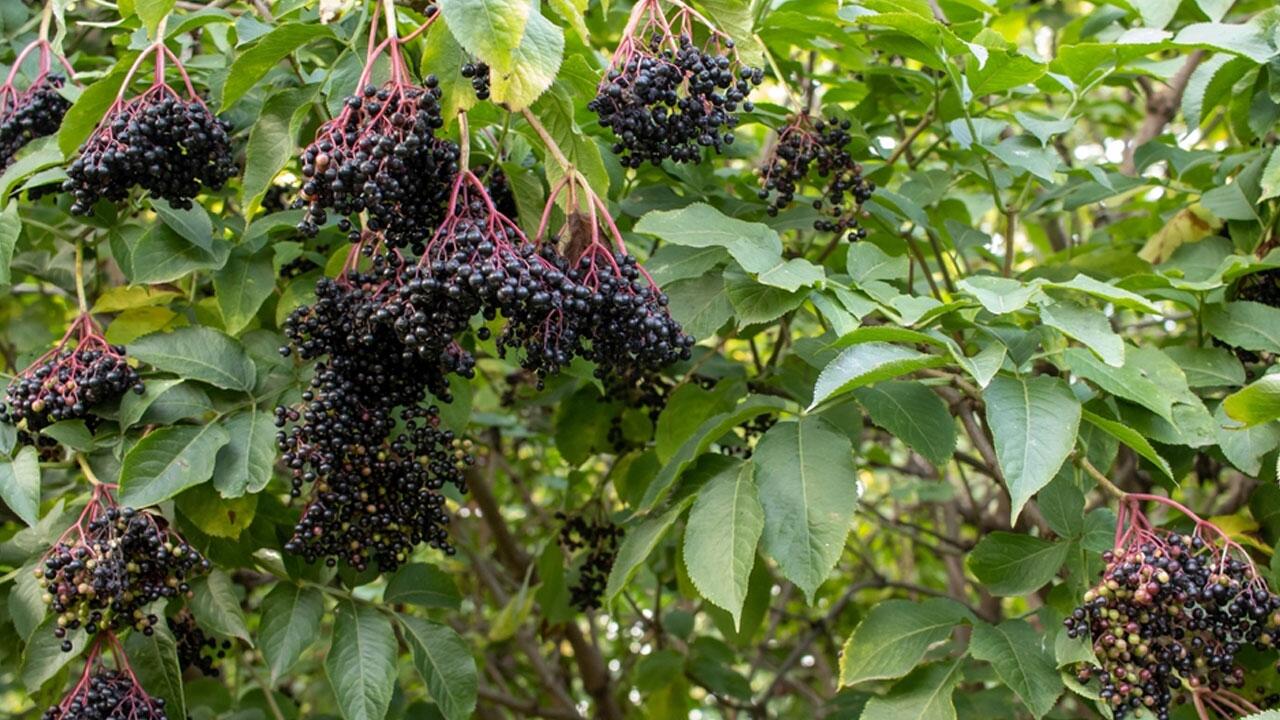 Schwarze Holunderbeeren können Sie ernten – aber niemals roh verzehren.