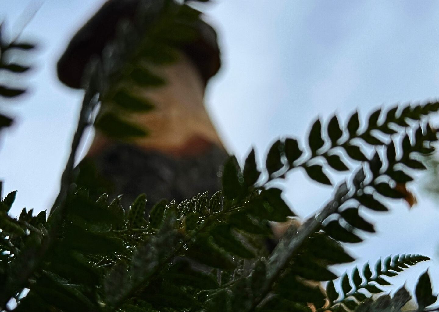 Diese Skulptur schoss in den Bregenzer Seeanlagen wie ein Pilz aus dem Boden - Bregenz