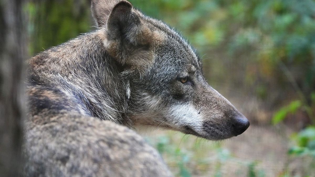 Berlin & Brandenburg: Streit um Wolfsabschuss – Ministerin lädt zu Dialogforum