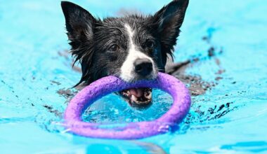 Berlin & Brandenburg: Hunde schwimmen in zwei Berliner Freibädern zum Saisonende