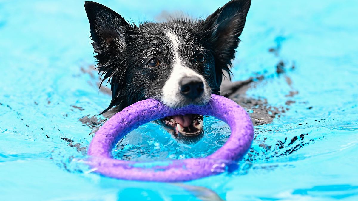 Berlin & Brandenburg: Hunde schwimmen in zwei Berliner Freibädern zum Saisonende