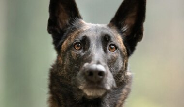 München: Polizeihund Miley schnappt Einbrecher - München