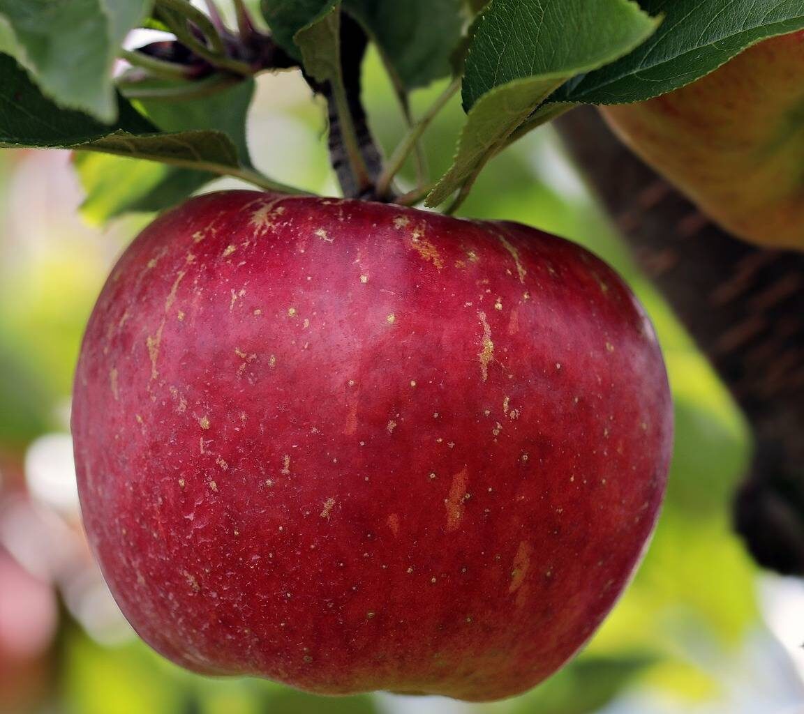 Die Obstbäume hängen voll: Sehr gute Apfelernte erwartet