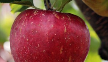 Die Obstbäume hängen voll: Sehr gute Apfelernte erwartet