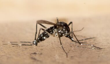 Was ist über das Chikungunya-Virus bekannt?