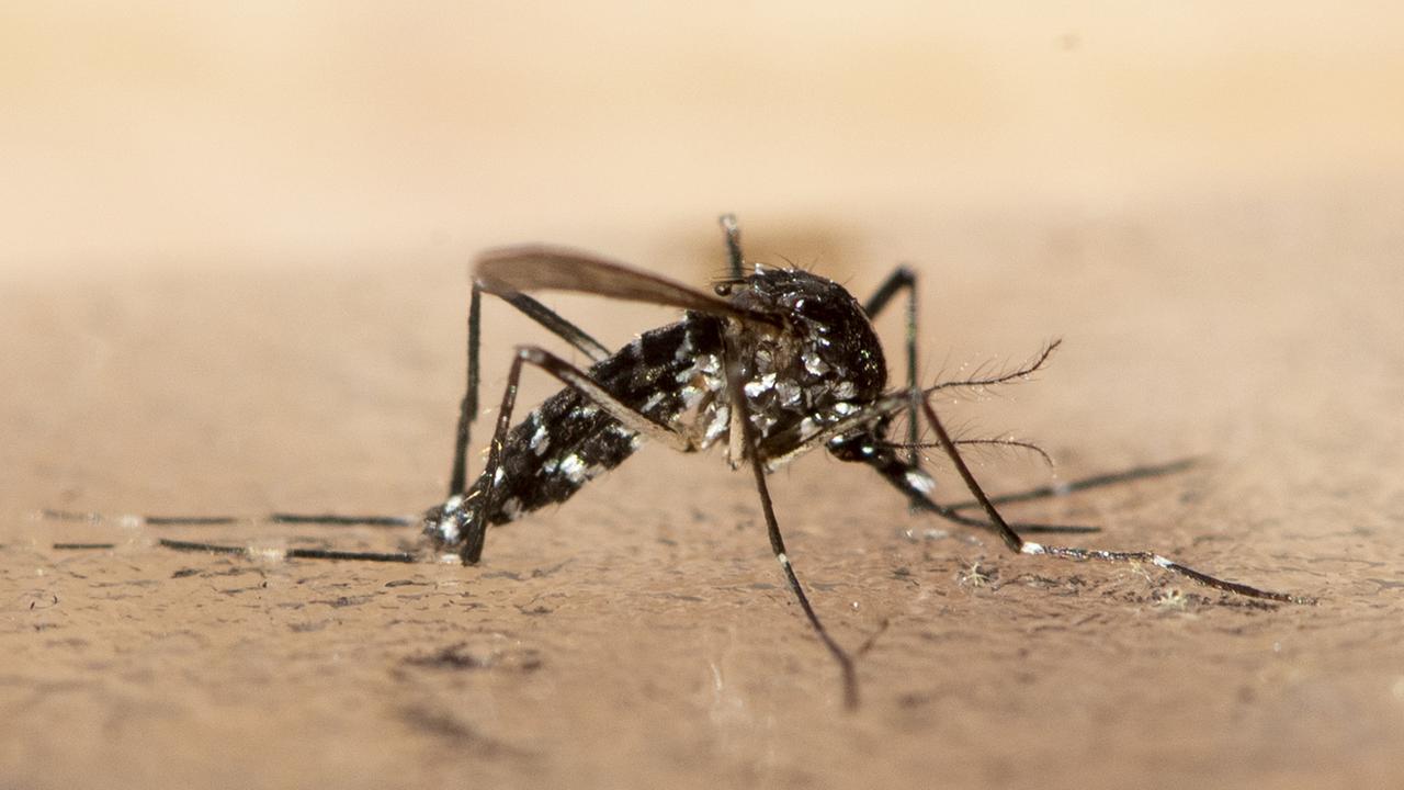 Was ist über das Chikungunya-Virus bekannt?
