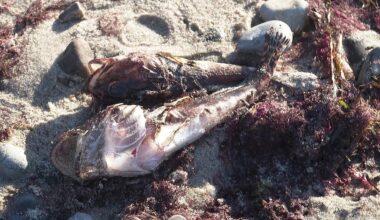 Angler sollen Fang nicht essen: Tausende tote Fische an der Ostsee angespült | Regional
