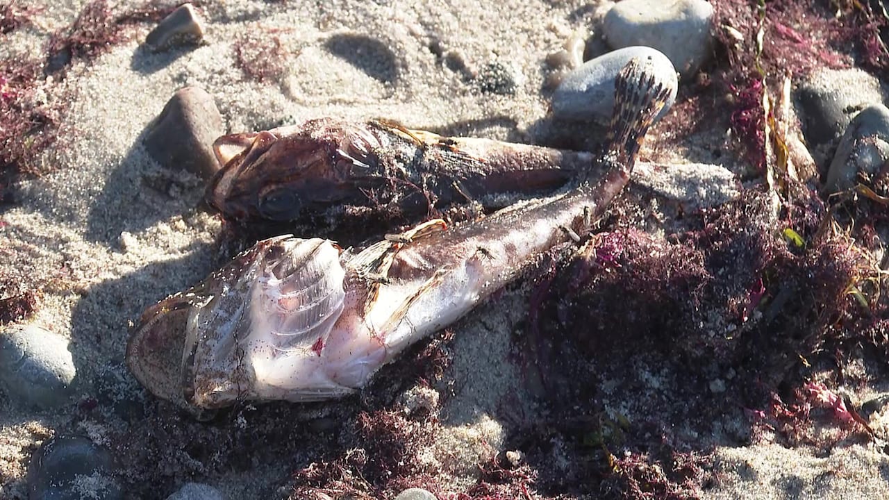 Angler sollen Fang nicht essen: Tausende tote Fische an der Ostsee angespült | Regional