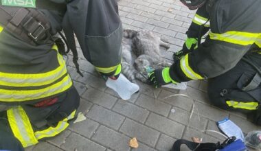 FW-DO: Wohnungsbrand in Dortmunder Innenstadt-Eine Person und zwei Katzen verletzt