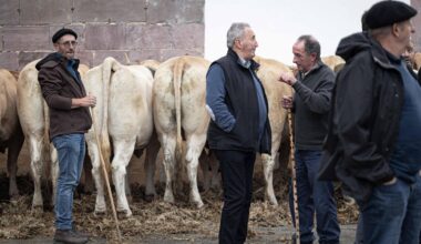 Die Kühe werden für das Publikum aufgestellt und einige Landwirte sprechen miteinander während der Viehausstellung im Dorf Les Aldudes.