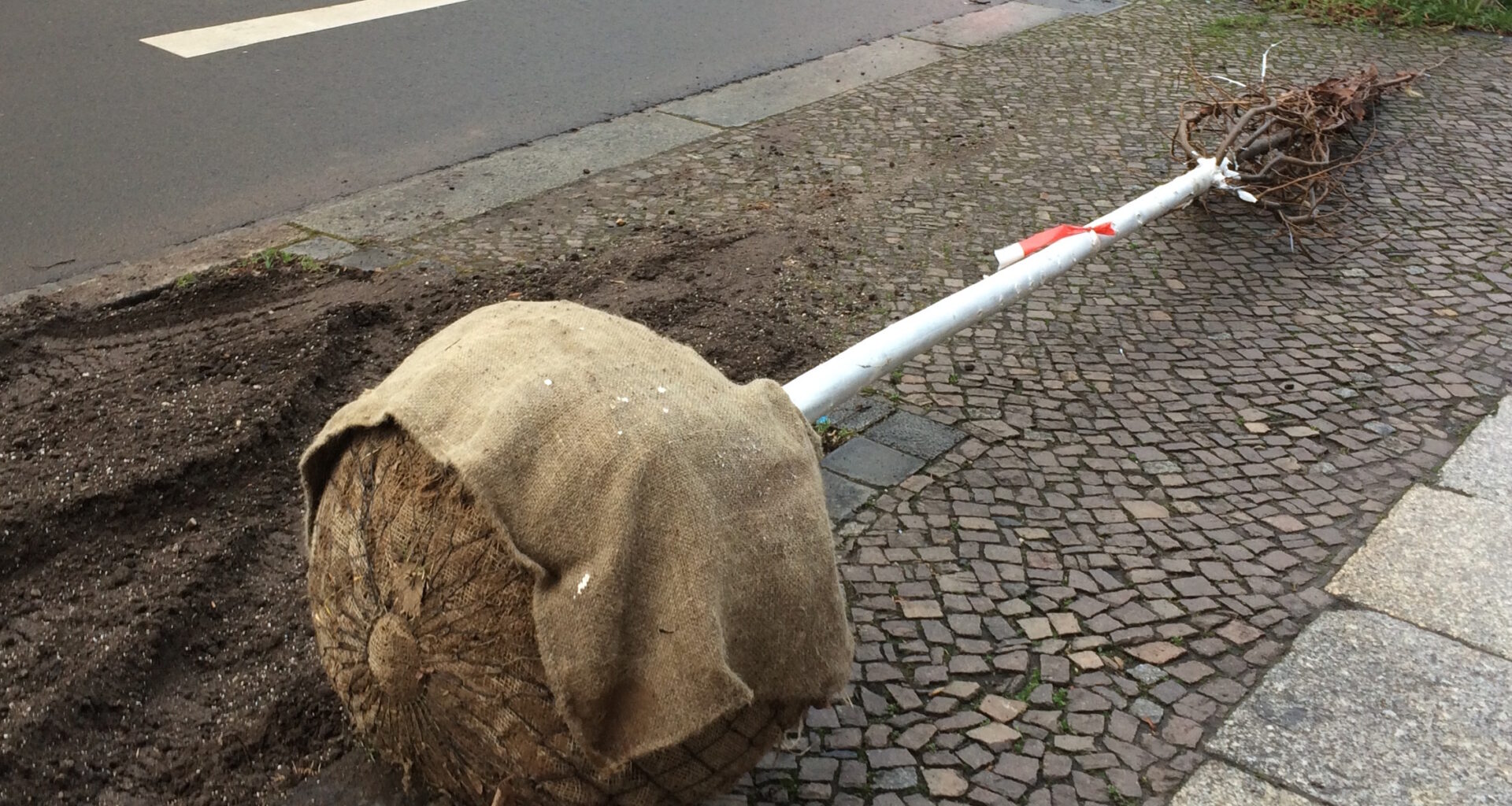 GrünGang zum Thema Stadtbäume am 16. September · Leipziger Zeitung