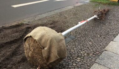 GrünGang zum Thema Stadtbäume am 16. September · Leipziger Zeitung