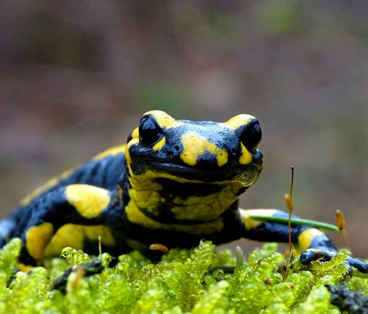 Kooperation zum Schutz der Feuersalamander