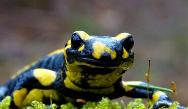Kooperation zum Schutz der Feuersalamander