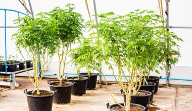 Anderthalb Jahre Cannabis-Freigabe: Bremen zieht positive Bilanz