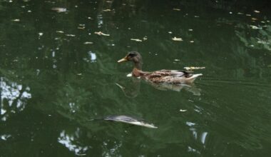 Fischsterben im Carolasee Dresden ist aufgeklärt