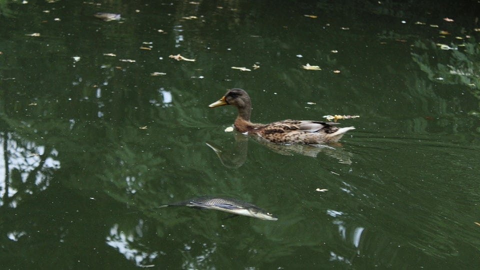 Fischsterben im Carolasee Dresden ist aufgeklärt
