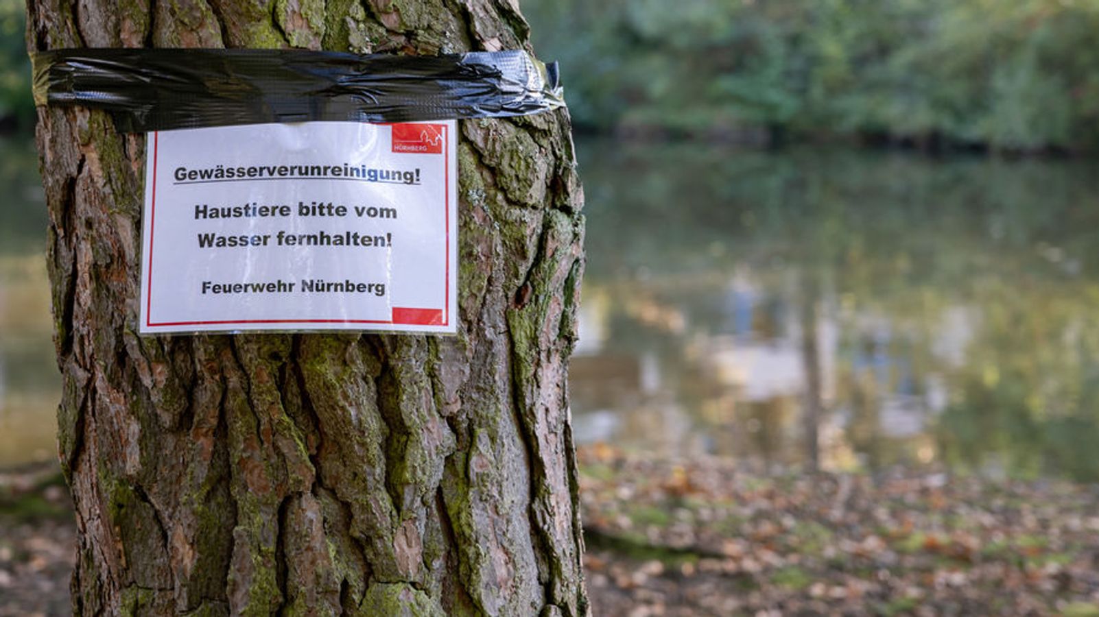 Rätselhaftes Fischsterben im Nürnberger Langwassersee