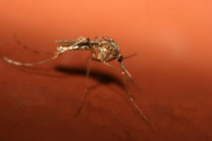 chikungunya