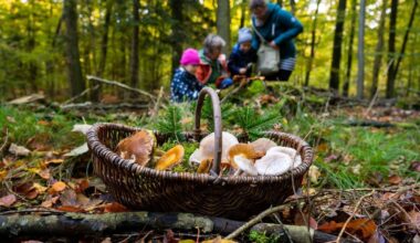 Berlin | Mit Körbchen, Röhrling und GPS: Pilz-Ratgeber für Einsteiger