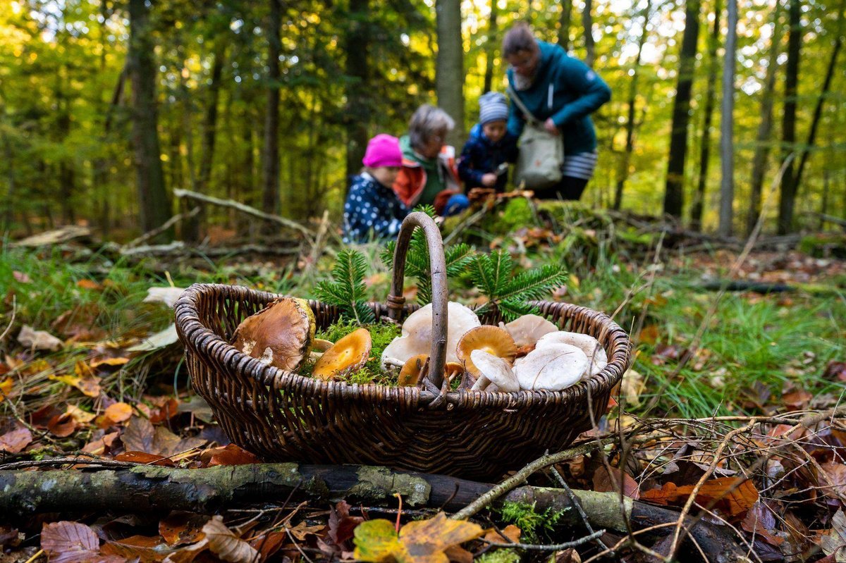 Berlin | Mit Körbchen, Röhrling und GPS: Pilz-Ratgeber für Einsteiger