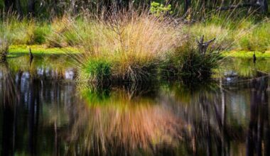 Berlin | Moor-Rettung soll Millionen Tonnen Treibhausgase einsparen