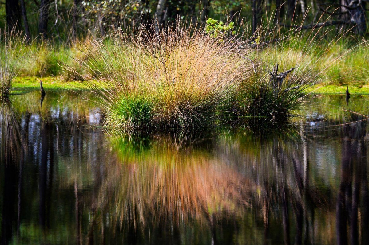 Berlin | Moor-Rettung soll Millionen Tonnen Treibhausgase einsparen