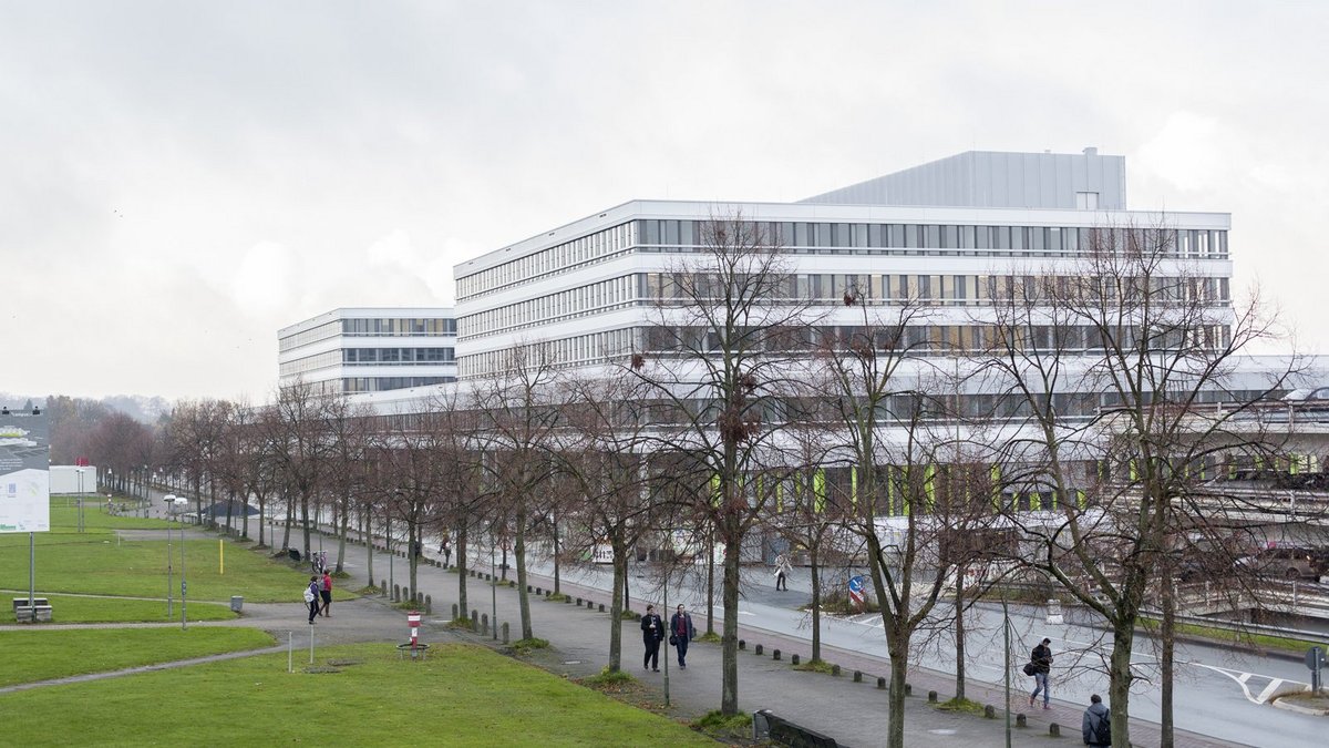 Studie der Uni Bielefeld: Mauereidechsen sind in Städten geselliger